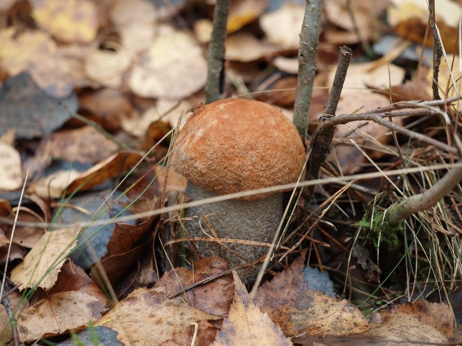 delicious autumn mushroom