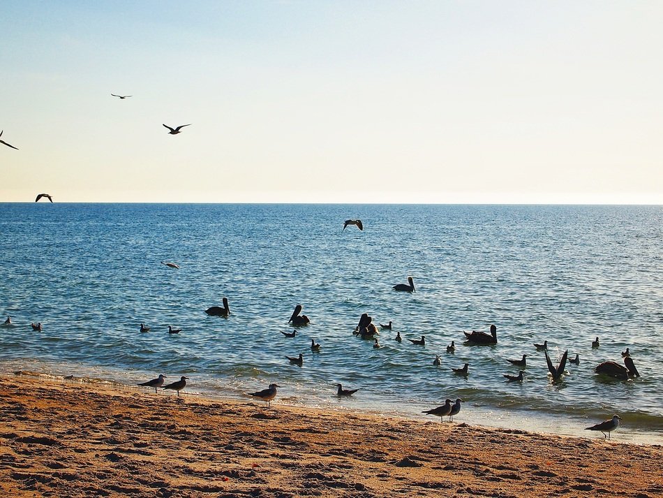 birds on the ocean in the water