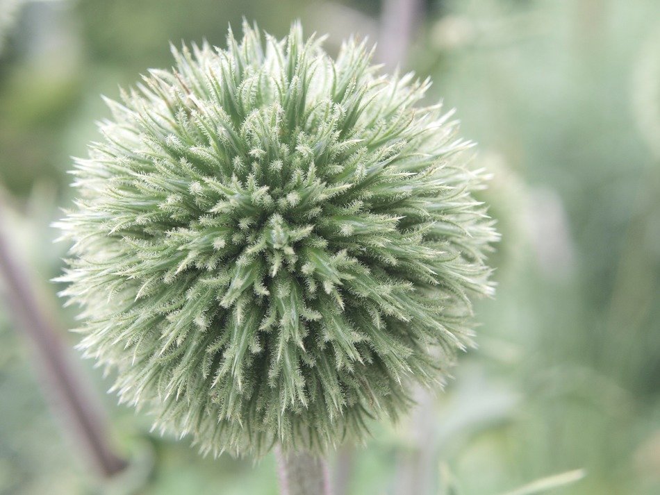 thistle globe plant prickly