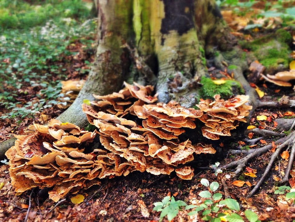 autumn mushrooms in the moss by the tree close-up on blurred background