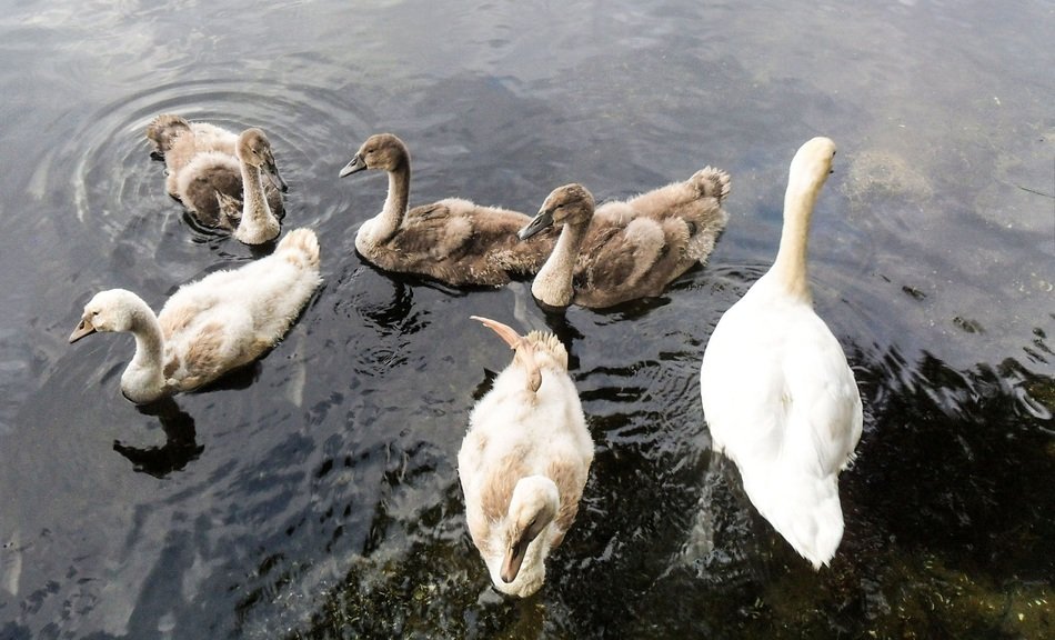 young swans on the lake close up