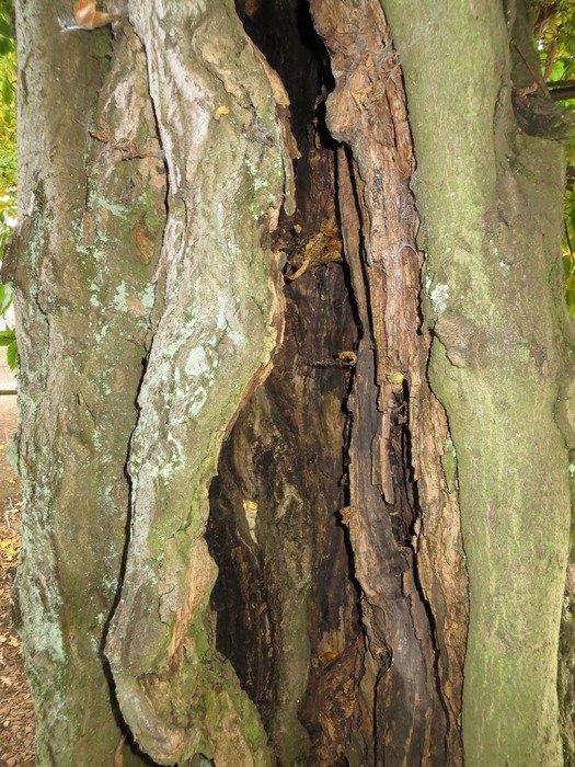 old rotten wood table