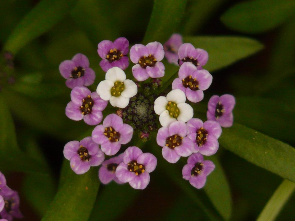 doldiger cress flower