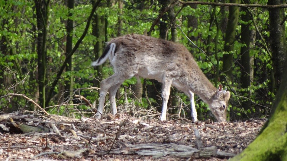 Roe deer in the wild