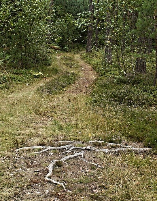 forest road bilberry