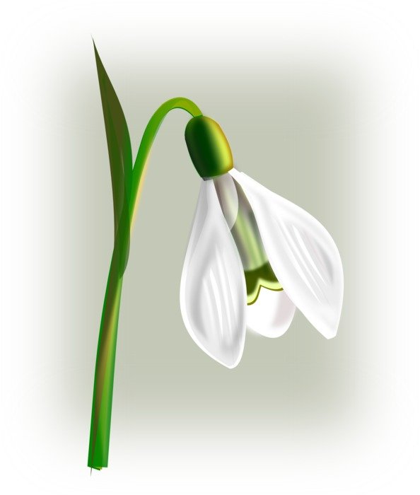 snowdrop flower on a white background