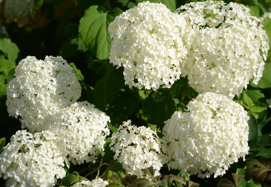 white domed flower in the garden