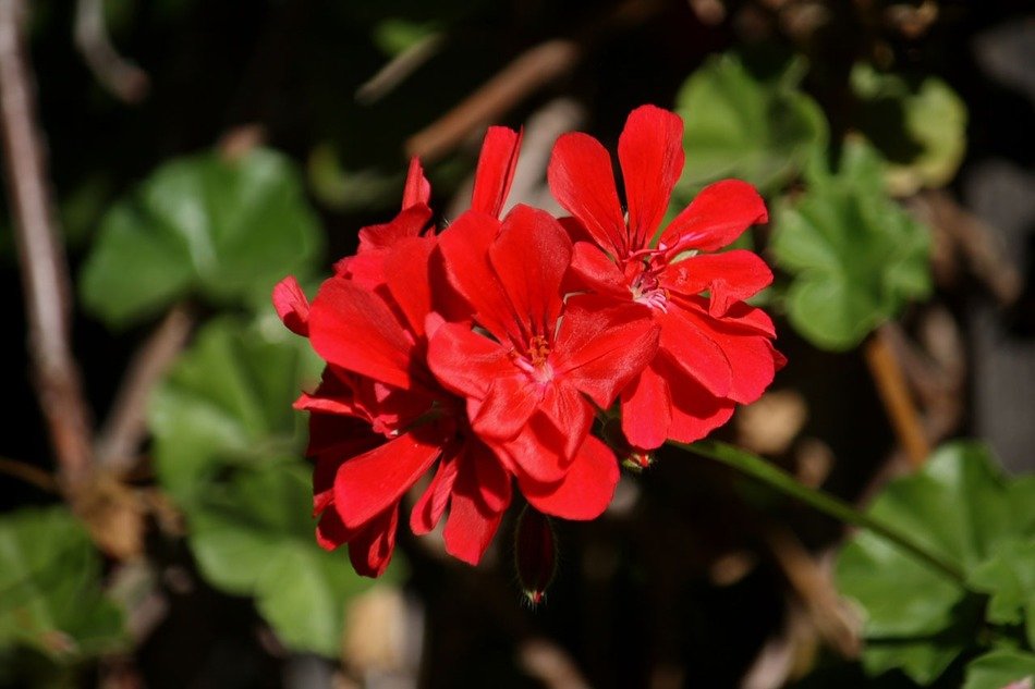 red geranium in the sunlight