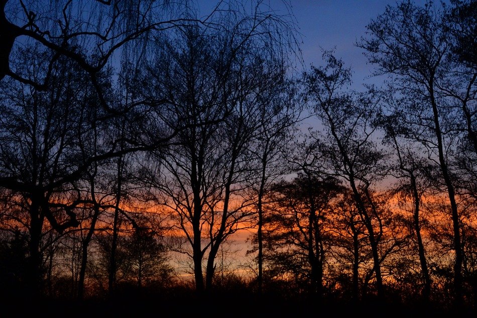 Beautiful sunset on the trees in the morning