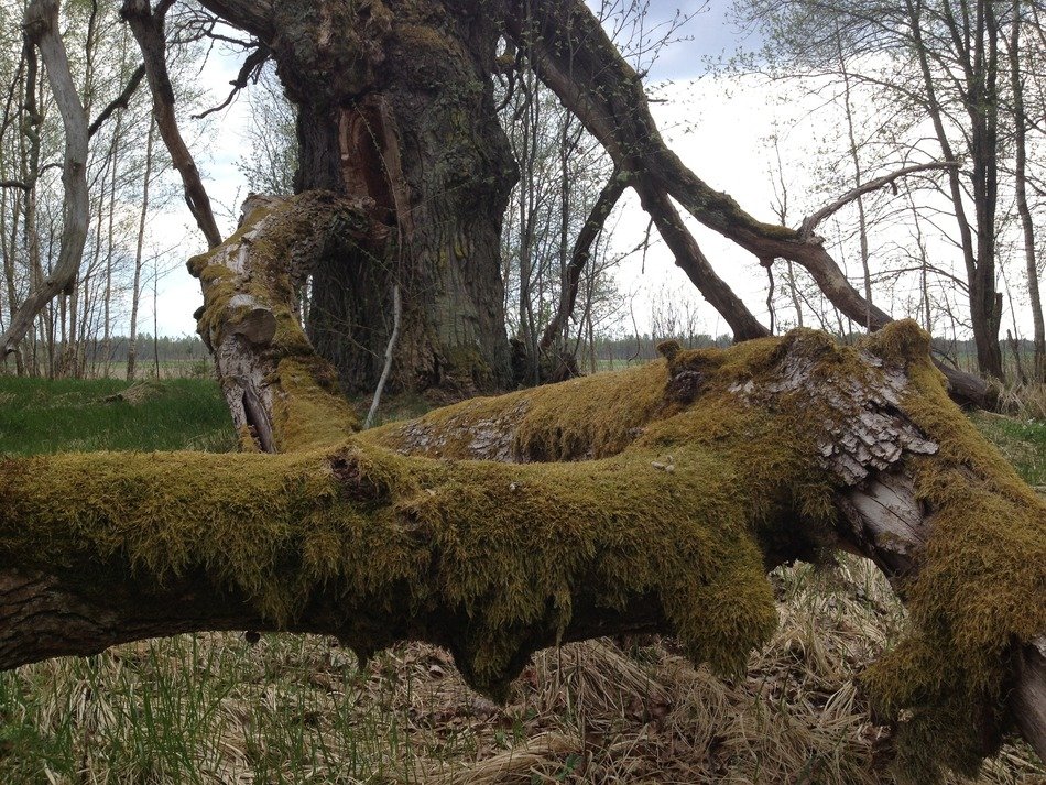 Picture of the moss on a trees in village