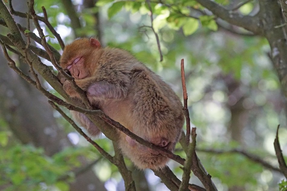 Sleeping barbary ape on branch