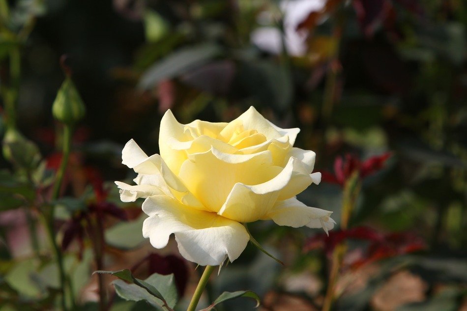 closeup picture of Yellowish rose