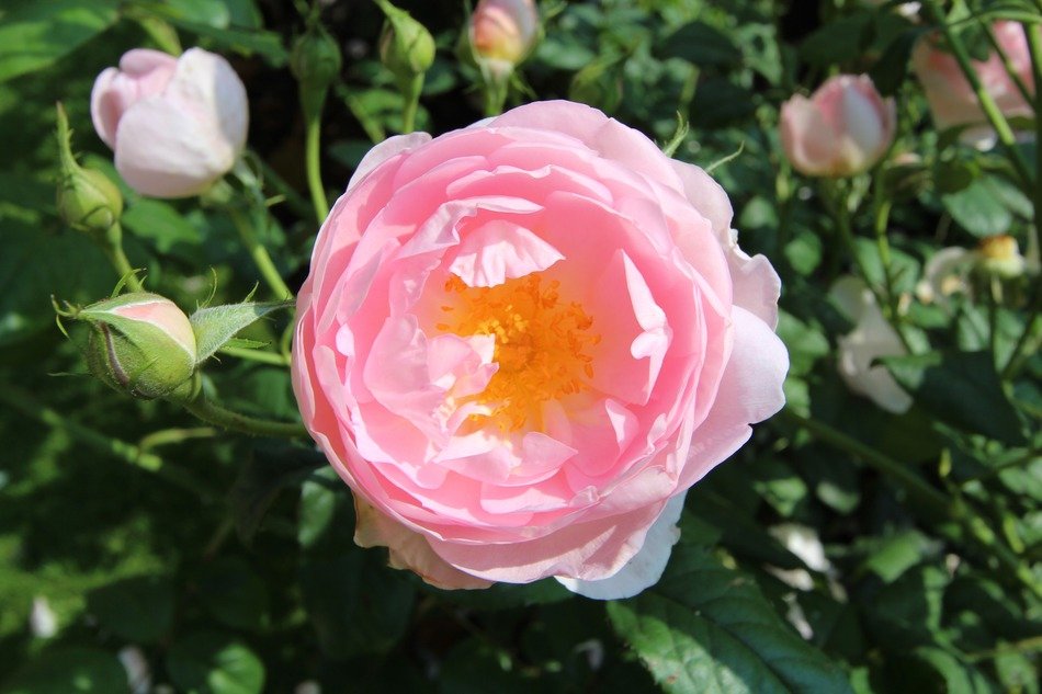 lovely rose flowers in the garden