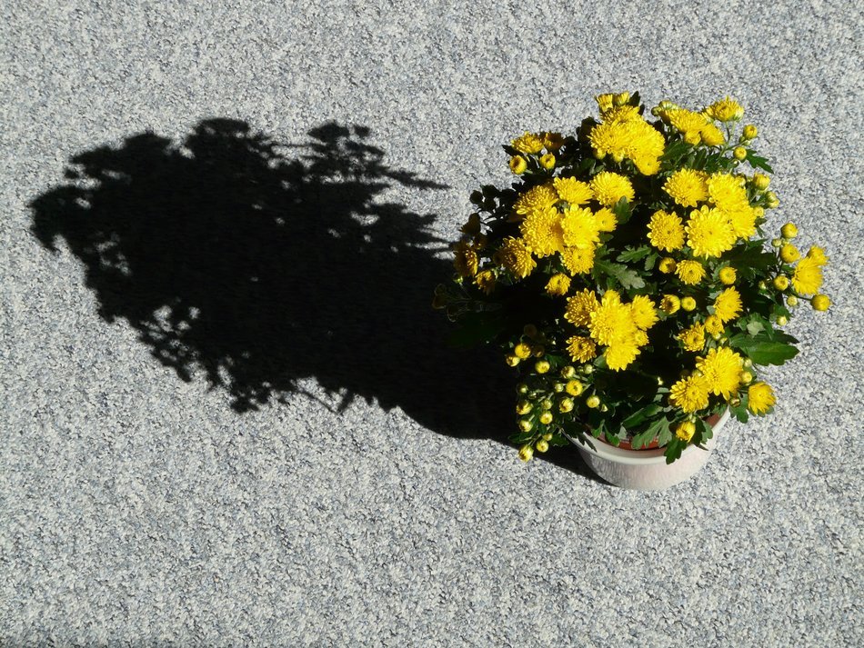 the shadow of chrysanthemums in a pot