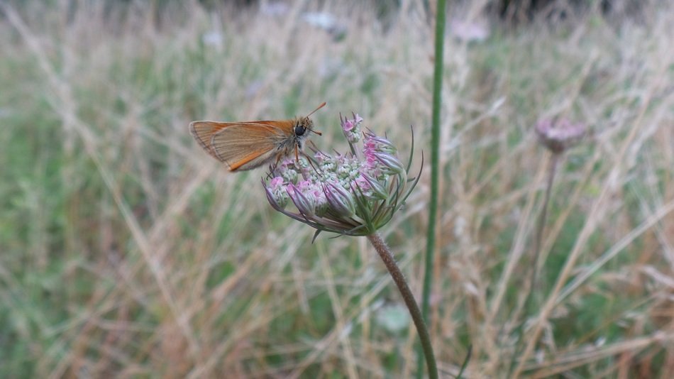 Butterfly on the wild carrot