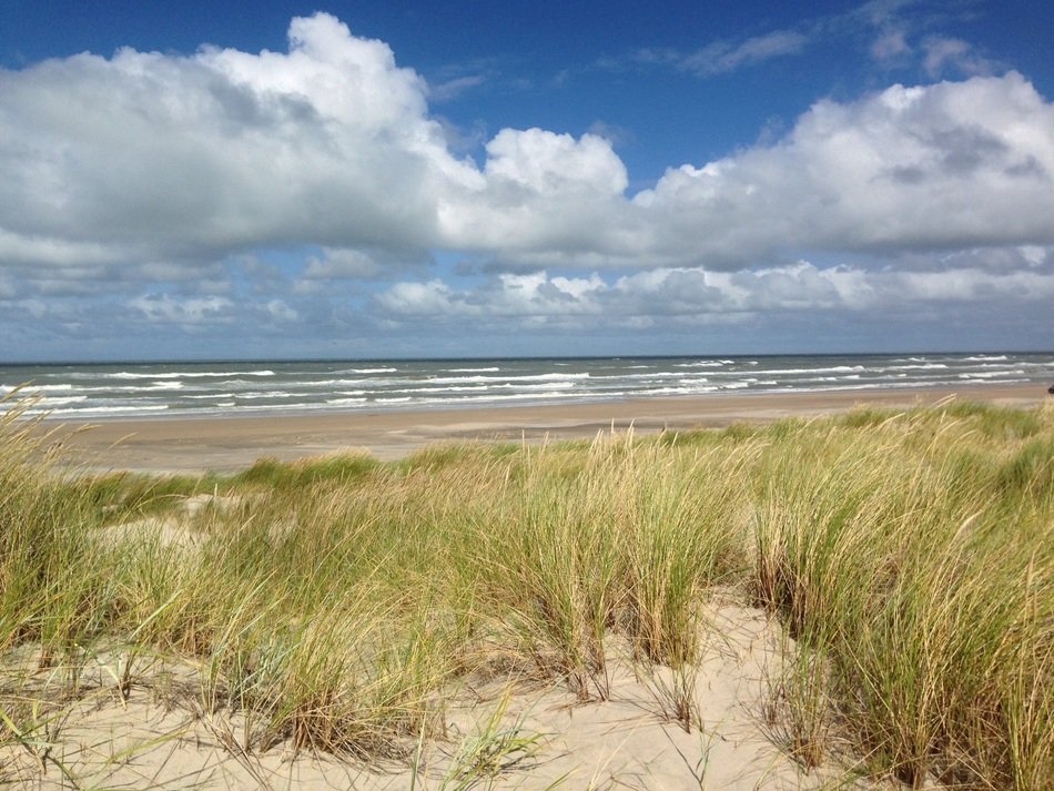 Green grass on the beaches of the North Sea