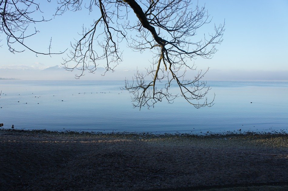 Branches of the tree near the road near beautiful Chiemsee in Bavaria, Germany