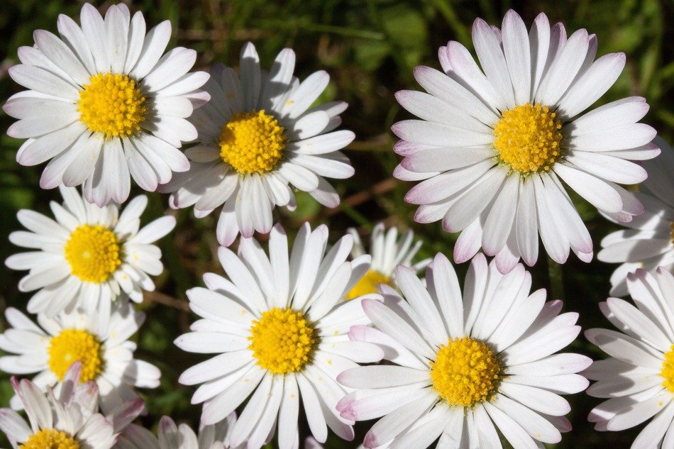 bush of white daisies close up