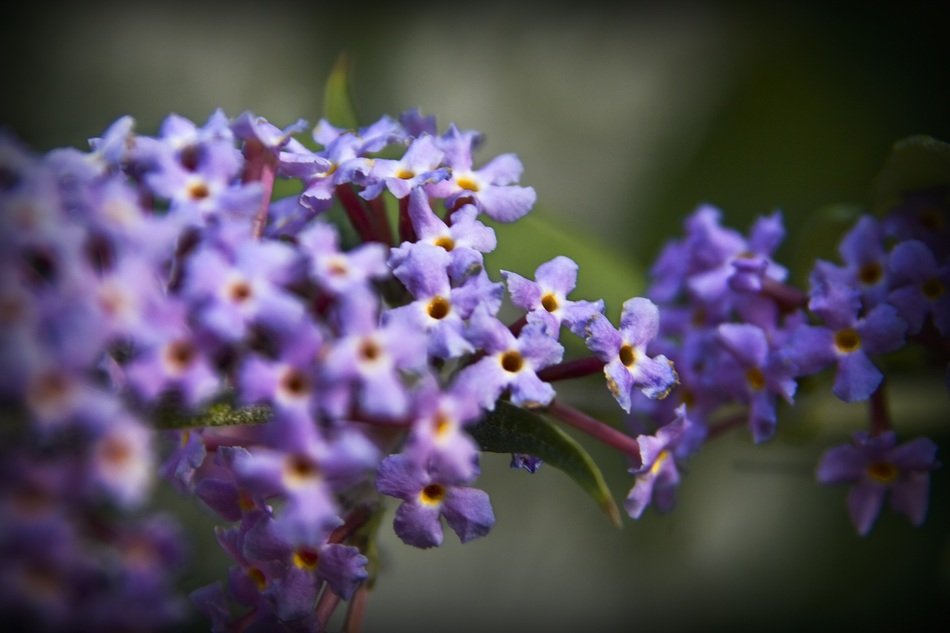 attractive lilac nature