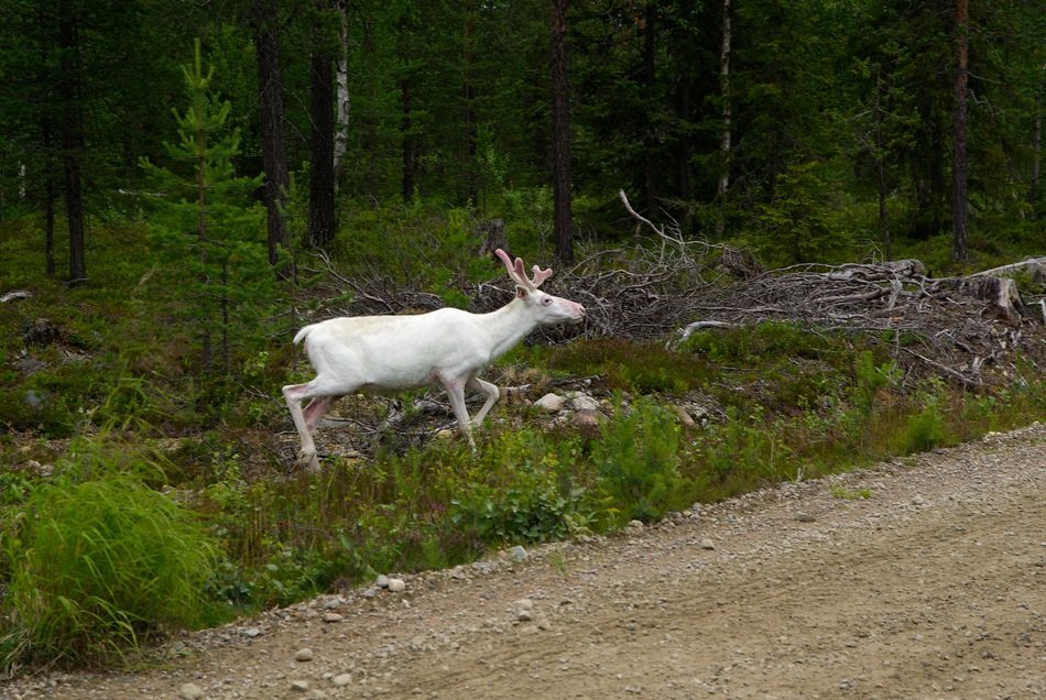 deer forest animal in finland