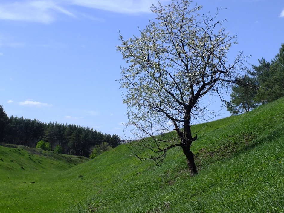 perfect nature spring