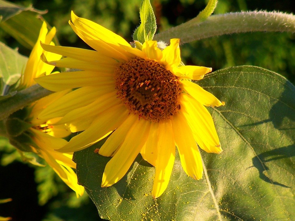 yellow flower on the flower plot