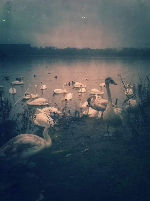 Vintage Picture of the swans on a lake