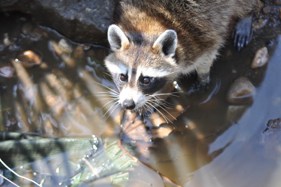 raccoon common procyon lotor