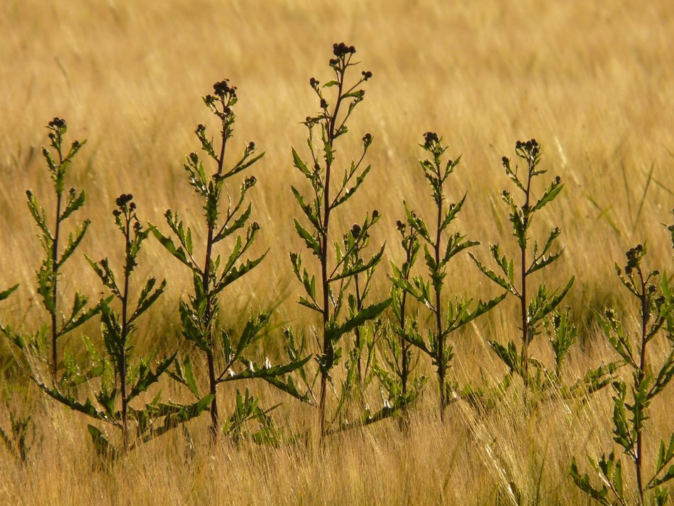 creeping thistle amongst field