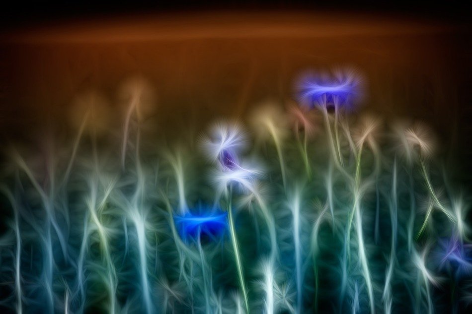 artistic image of cornflowers