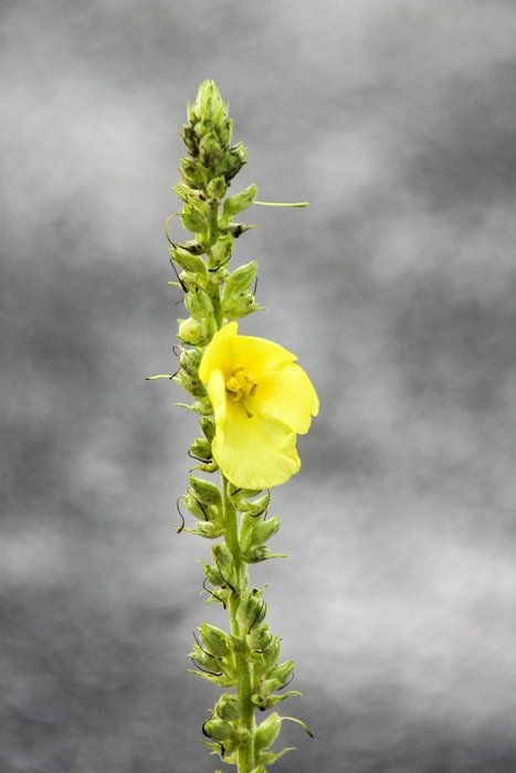 yellow moulin flower on gray background