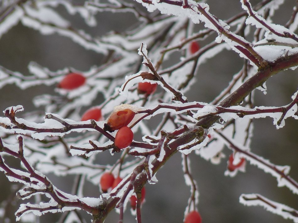 bush of wild rose in ice