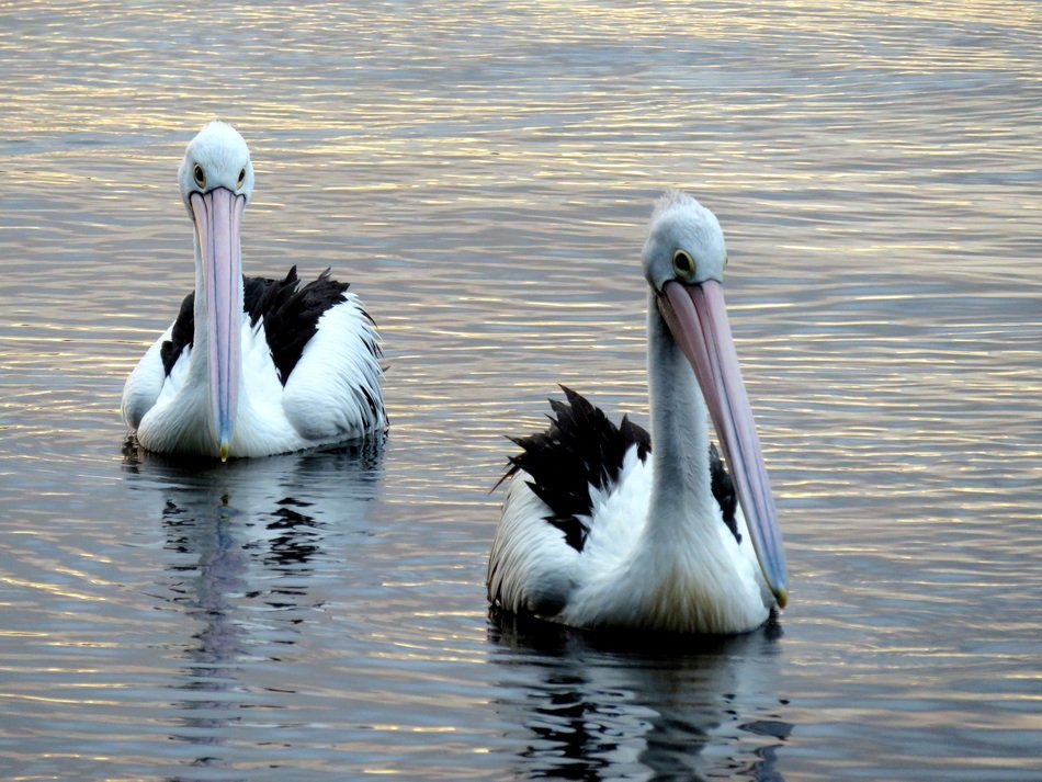 pelicans on the lake