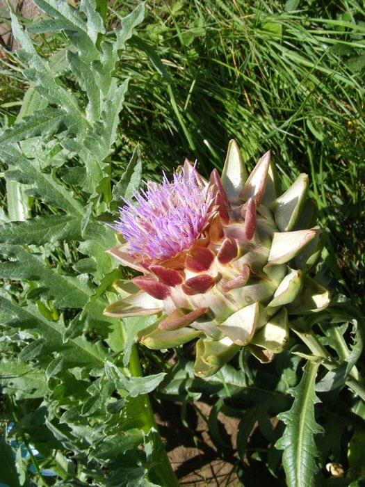 blooming pink artichoke