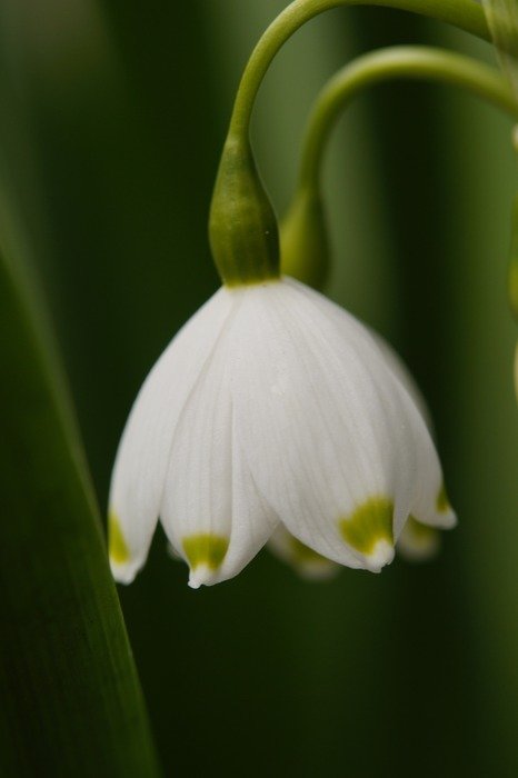 Beautiful white and yellow snowflake flowers blossom