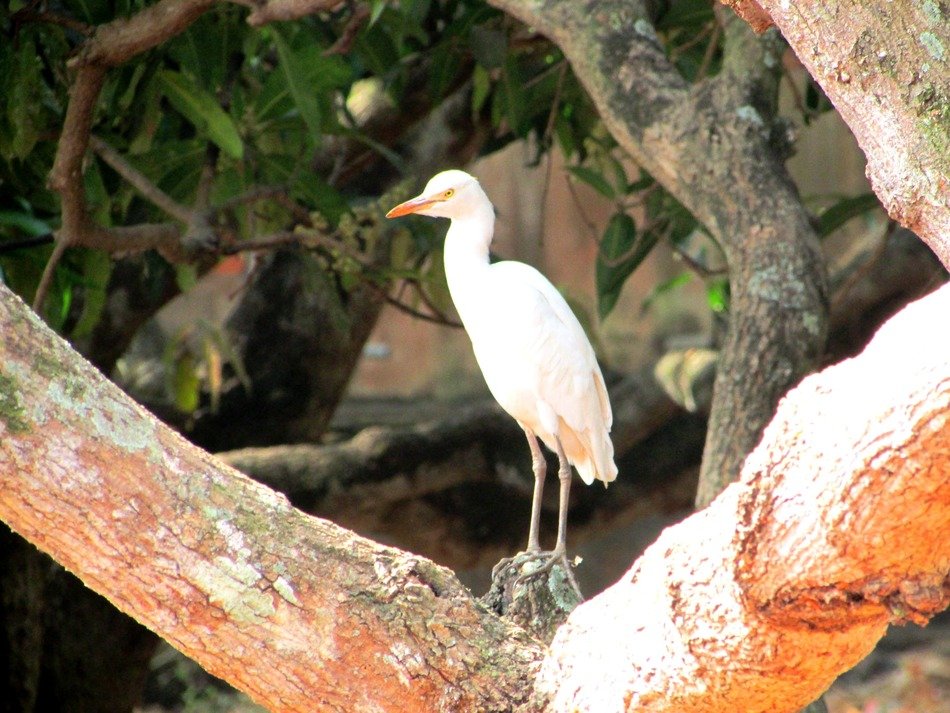 white egret on tree trunk, india