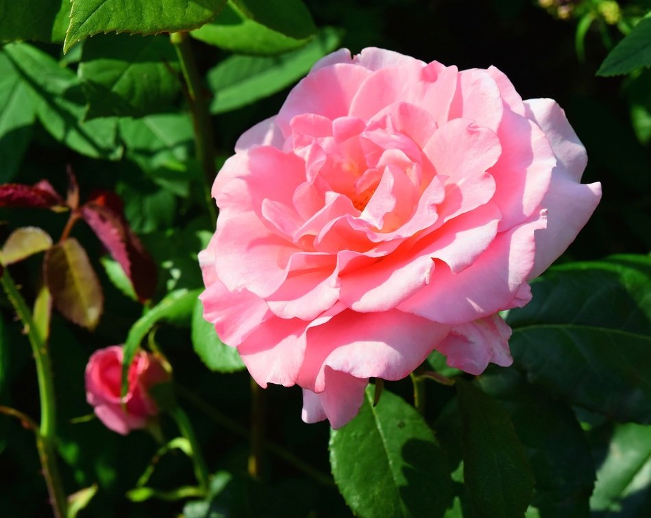 flower rose close