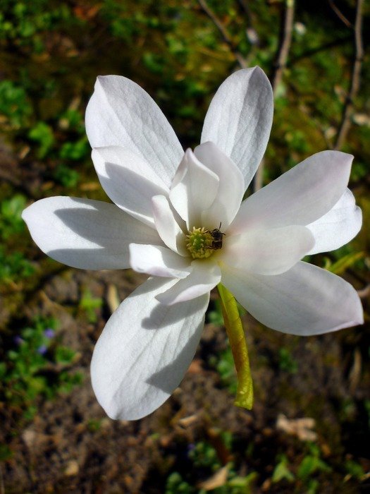 White magnolia flower in march
