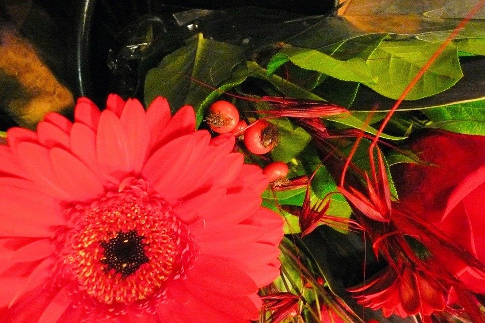 Beautiful bright gerber daisy flowers