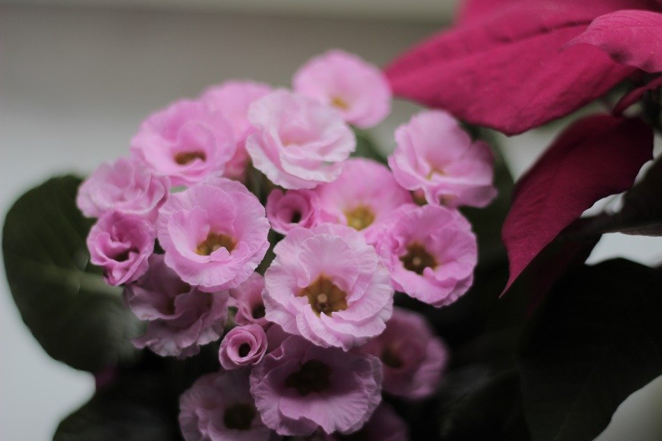 primrose flowers plant