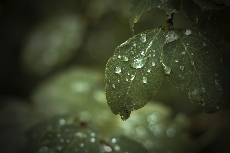 closeup photo of the water drops are on a leaves