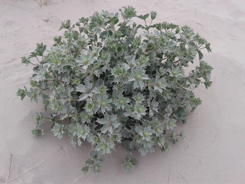 dune thistle in the sand