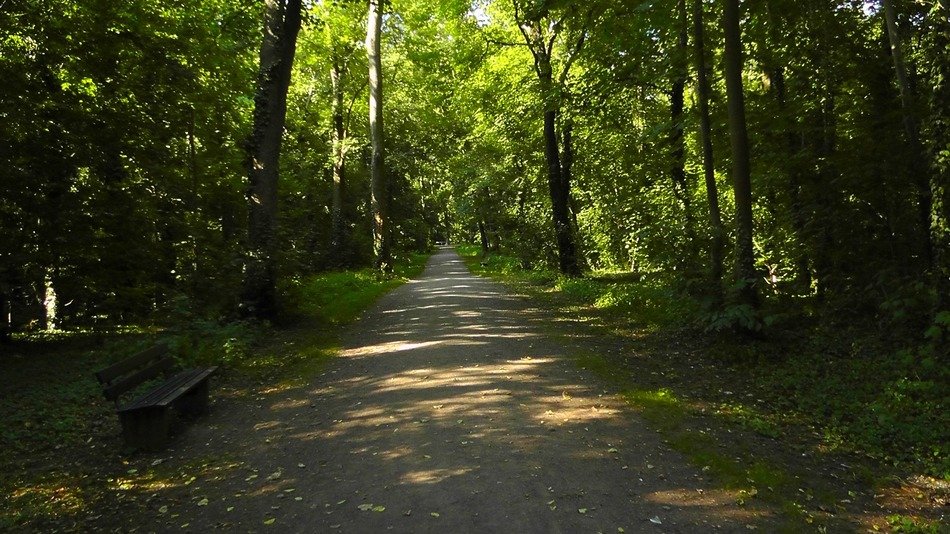alley in the forest