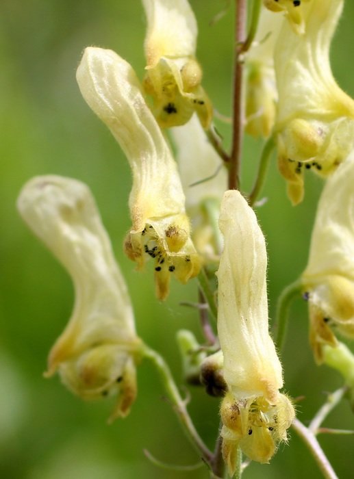 wolf's-bane blossoms