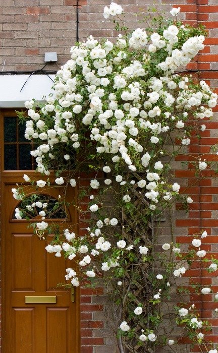 small white rose on the wall