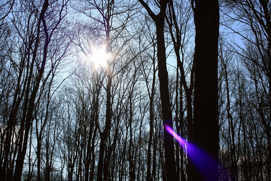 sun above bare forest at spring day