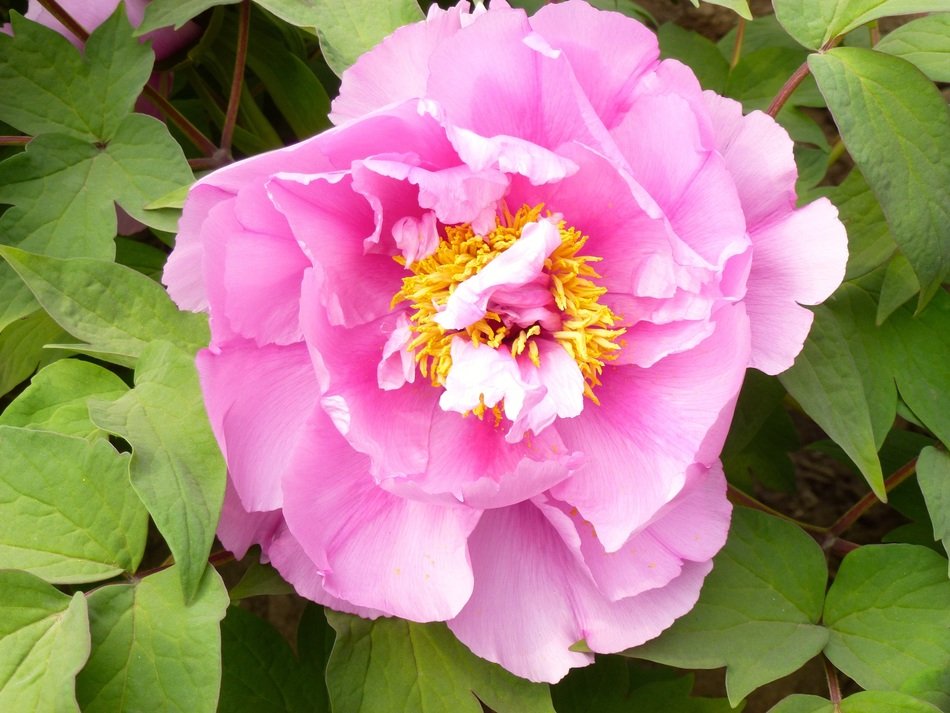 pink peony on a green bush in the garden