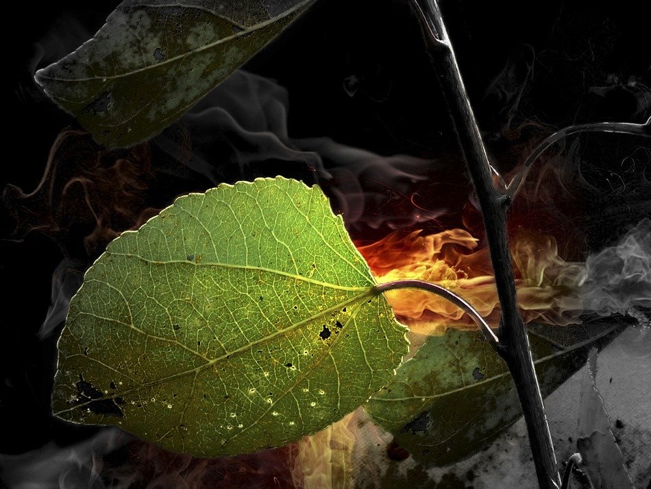 picture of burning green leaf