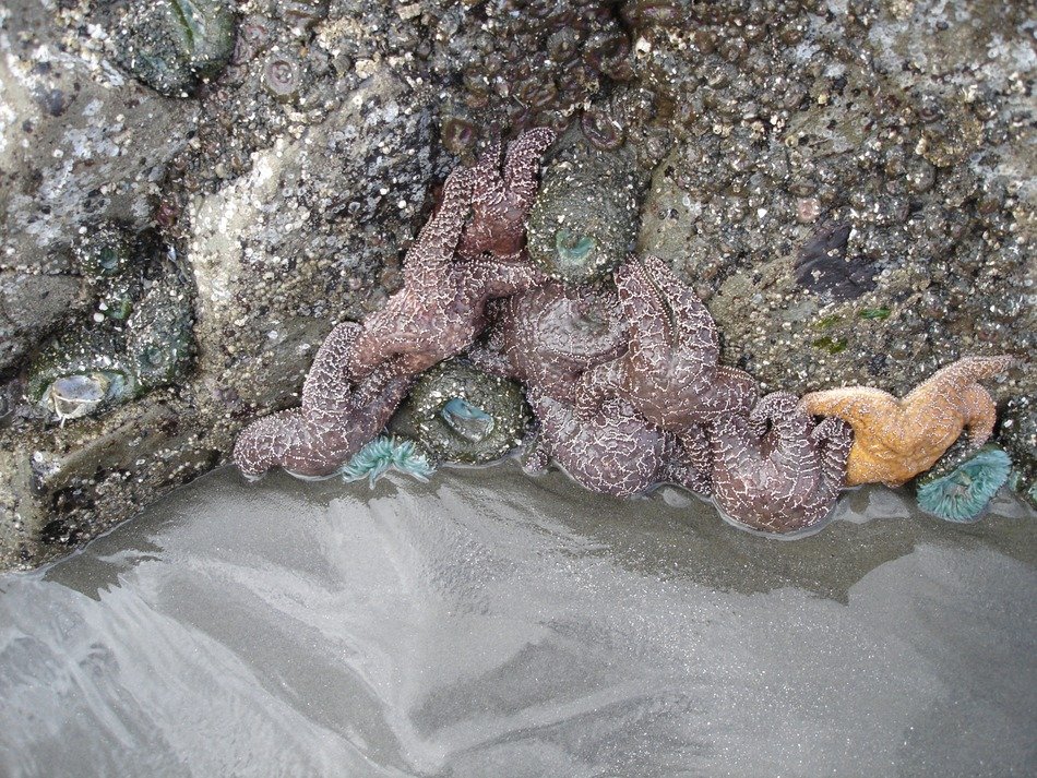 starfish on the costal rocks