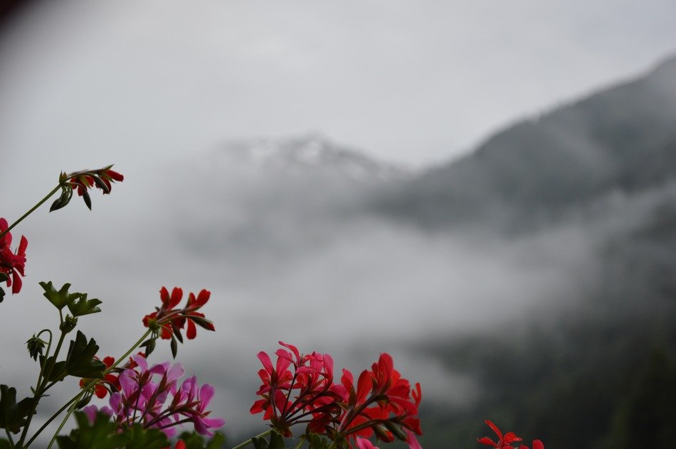 mountains in Fog red flowers in front